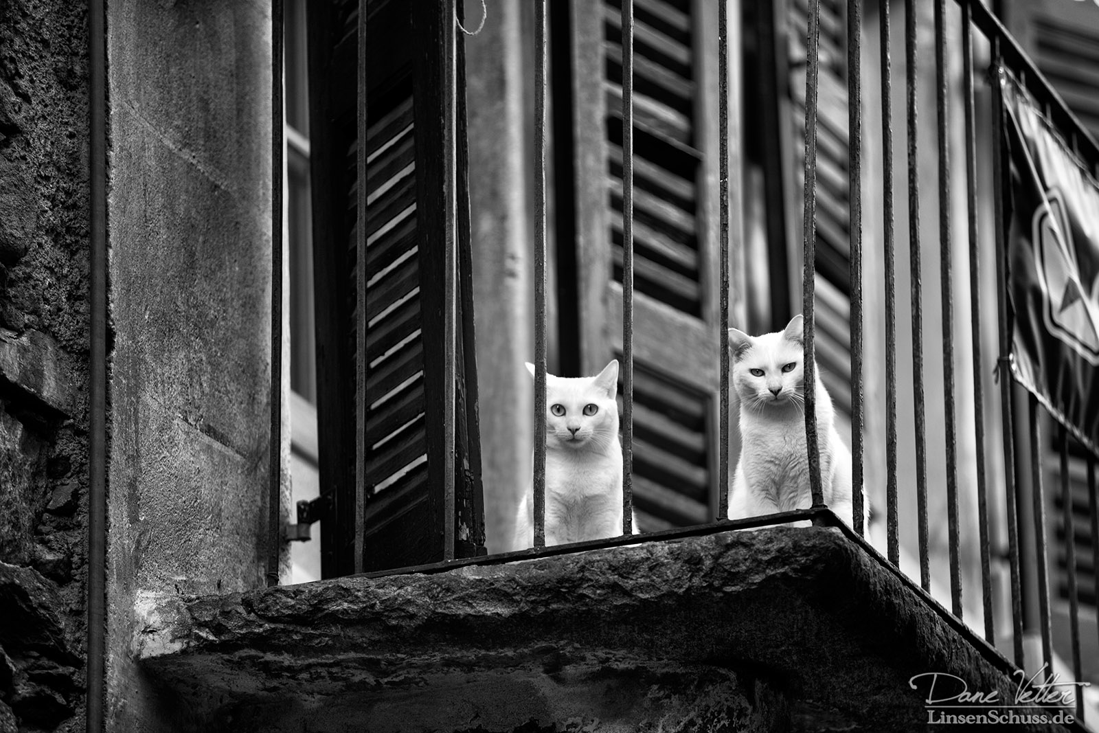 Starrende Katzen auf Balkon